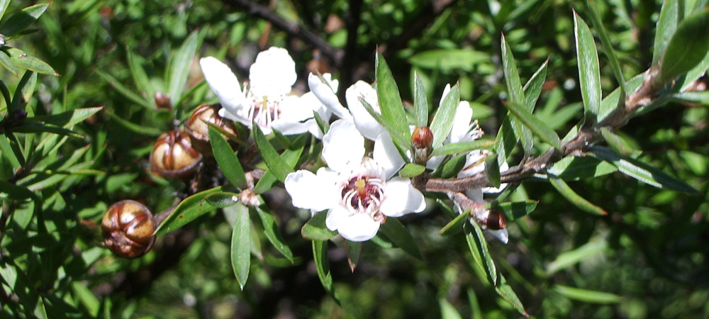 Leptospermum scoparium