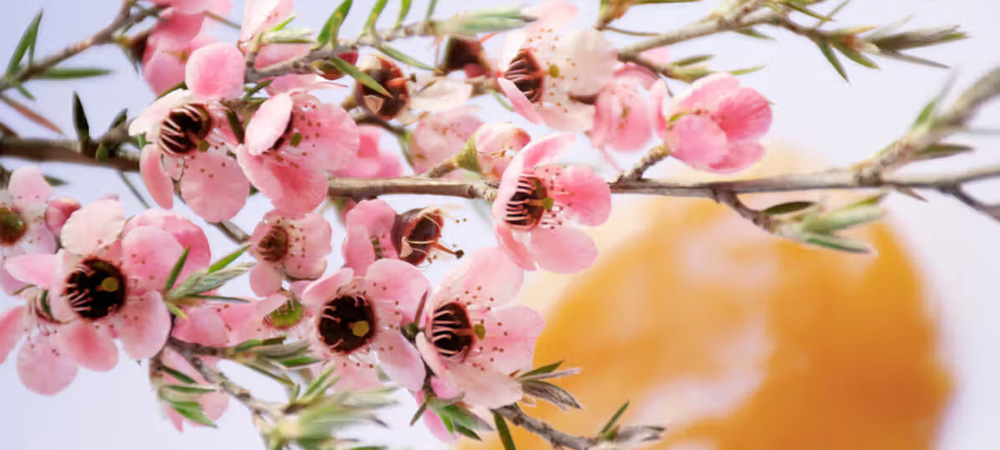 Ce e Manuka? Istoria si Originea Mierii de Manuka