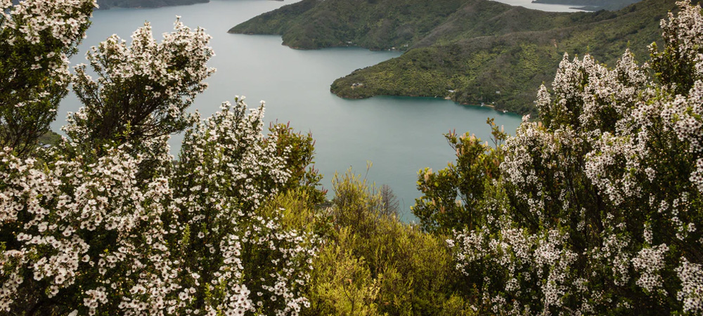 originea mierii de manuka